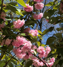 IMG_1414